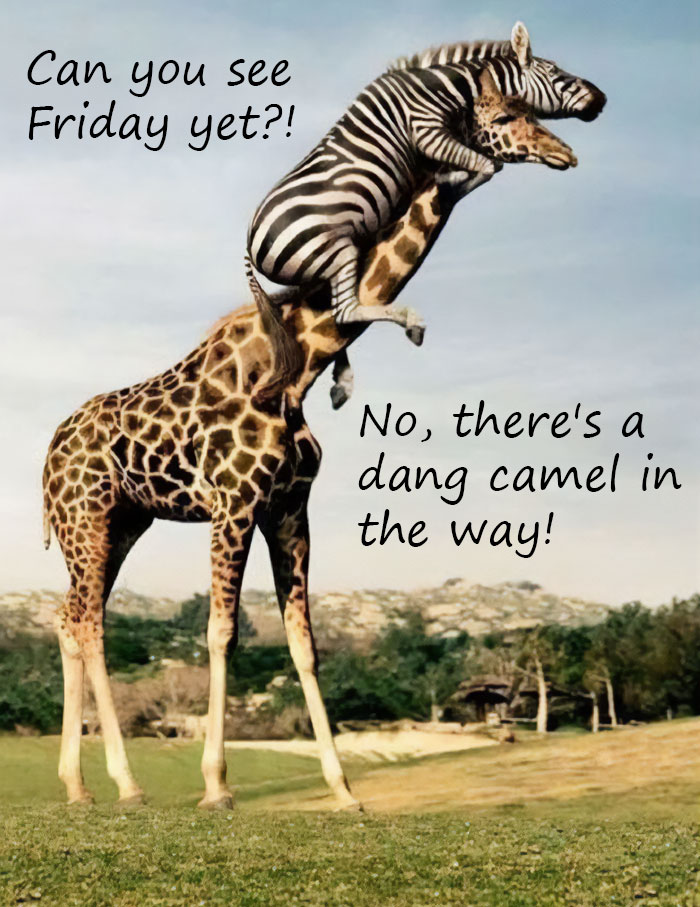 The image features a zebra standing on the back of a giraffe. The zebra is asking, "Can you see Friday yet?!" The giraffe responds, "No, there's a dang camel in the way!"