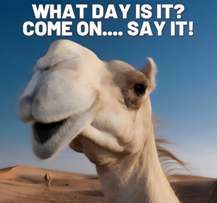 A close-up of a camel with its mouth slightly open, appearing to smile, in a desert setting. The text above the image reads, "WHAT DAY IS IT? COME ON.... SAY IT!"