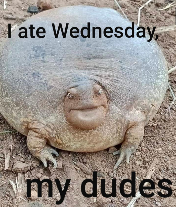 A round, bloated-looking frog with a content expression on its face, sitting on the ground. The text above the frog reads, "I ate Wednesday," and below the frog reads, "my dudes."