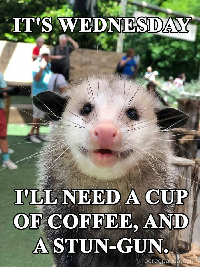 A close-up of a smiling opossum with people in the background. The text at the top reads, "IT'S WEDNESDAY," and the text at the bottom reads, "I'LL NEED A CUP OF COFFEE, AND A STUN-GUN."