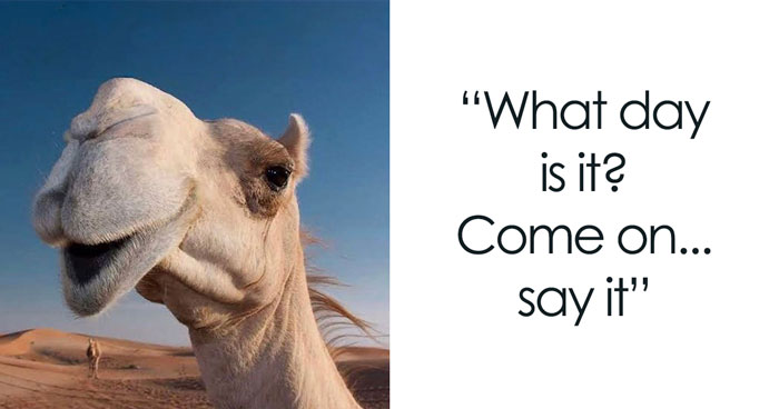 30 Hump Day Memes That Perfectly Describe Your Wednesday