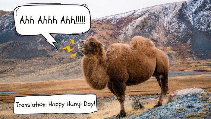 A camel stands in a mountainous landscape, with a speech bubble coming from its mouth saying, "Ahh Ahhh Ahh!!!!" At the bottom of the image, another text reads, "Translation: Happy Hump Day!"