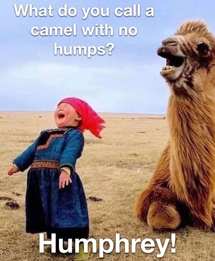 A young child laughing heartily next to a camel with a similar open-mouthed expression. The text above the image reads, "What do you call a camel with no humps?" and the text at the bottom says, "Humphrey!"