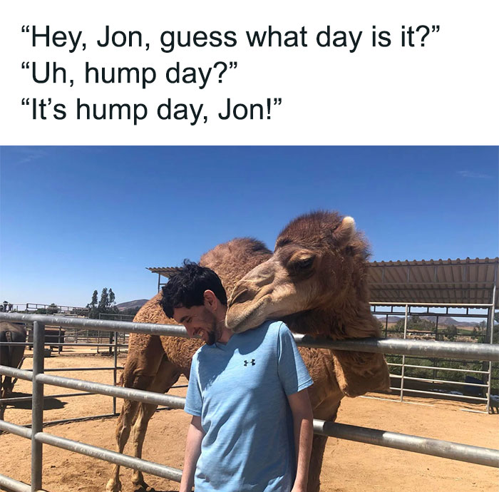 A man standing next to a camel in a pen, with the camel leaning its head over the man’s shoulder. The text above the image reads, "Hey, Jon, guess what day is it?" "Uh, hump day?" "It’s hump day, Jon!"