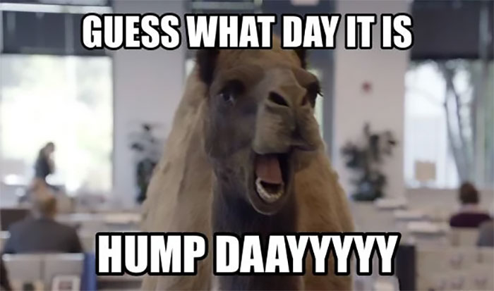 Hump day meme of a camel in an office with the text 'GUESS WHAT DAY IT IS' above and 'HUMP DAAYYYY' below, humorously celebrating Wednesday as 'Hump Day'.