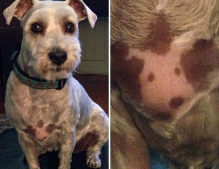 Murphy Has A Self-Portrait On His Chest