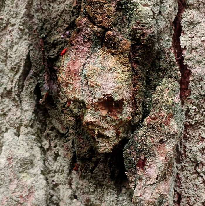 Creepy Skull In A Tree