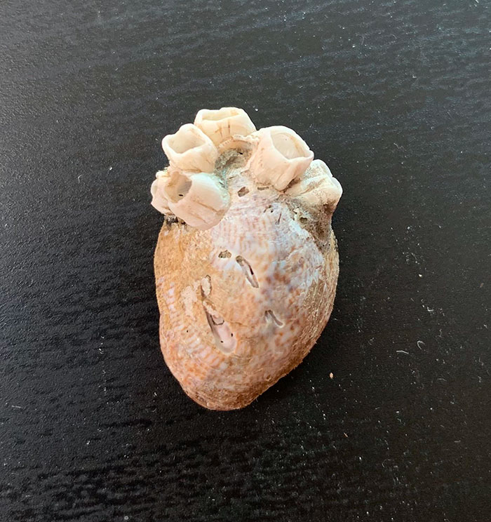 I Was At The Beach And Found A Shell With Barnacles On It That Makes It Look Like An Anatomically Correct Heart