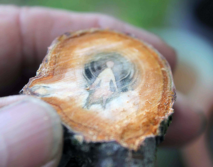 Inside The Branch Of An Apricot Tree