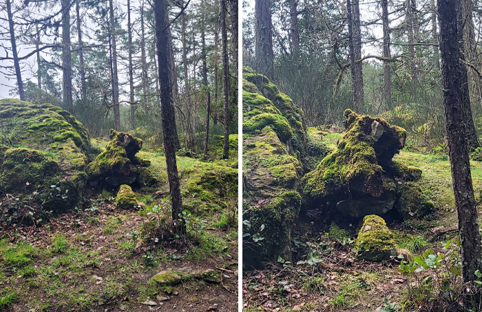 I Think This Rock Looks Like A Bear Every Time I Walk By It And I Finally Stopped To Take A Picture