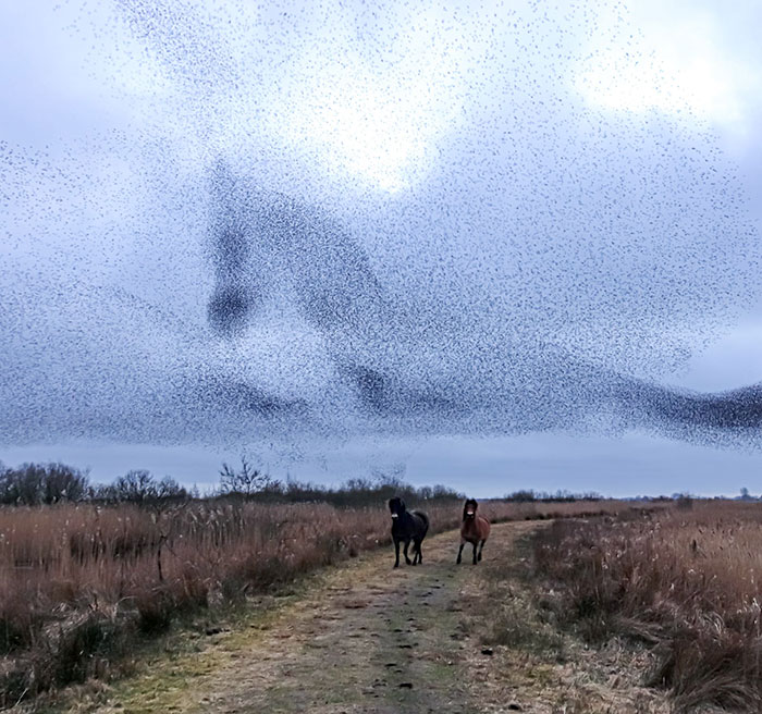 Murmuration Of Starlings Portraying A Horse While Horses Gallop In The Background