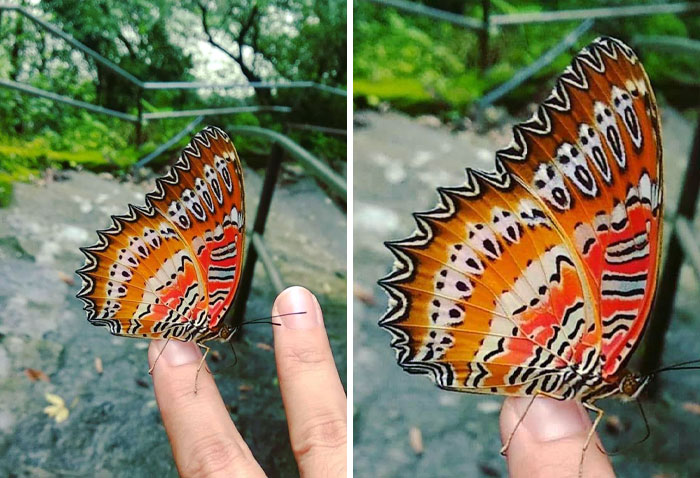 The "Scream" On The Wings Of A Butterfly In India