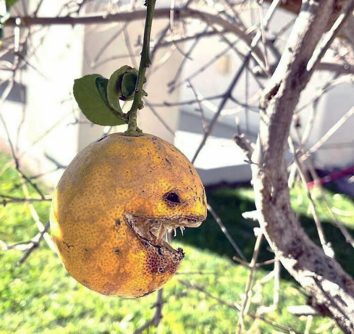 Ever Had A Lemon Take A Bite Out Of You?