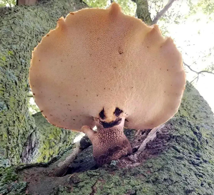 Mushroom Man