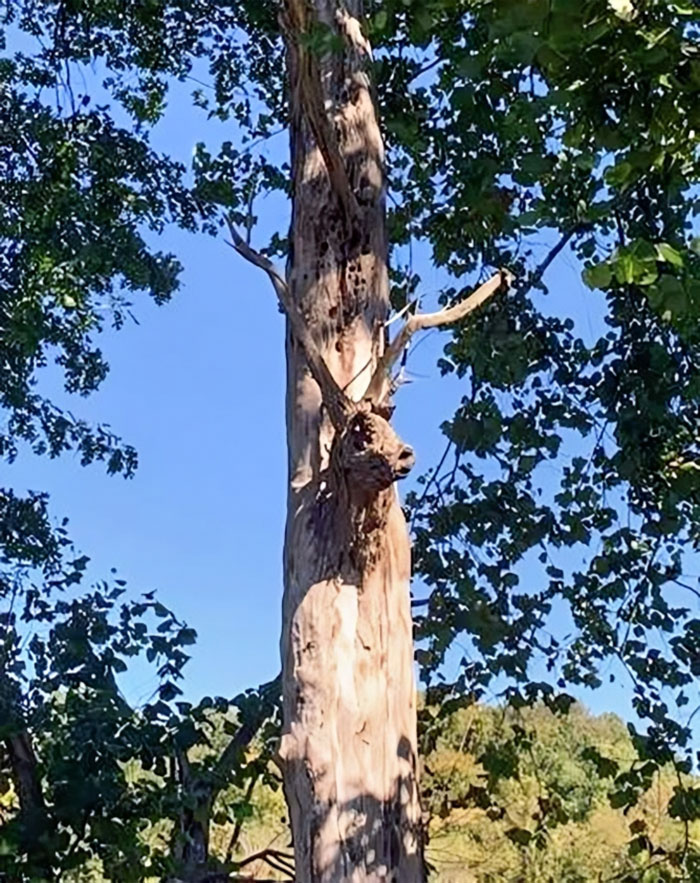 This Deer Tree At My Workplace