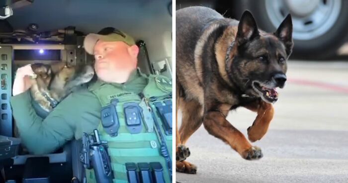 Police Dog Retires After Nearly A Decade Of Service, Heartwarming Video Is Spreading Online