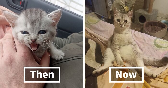 This Online Community Shares Adorable Side-By-Side Pics Of Cats Now And When They Were Little (45 New Pics)