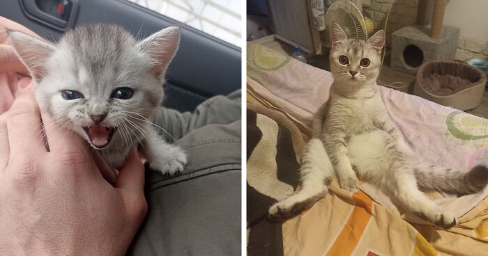 “Cat Grows”: This Community Shares Wholesome Photos Of Their Kittens Growing Into Cats (45 New Pics)