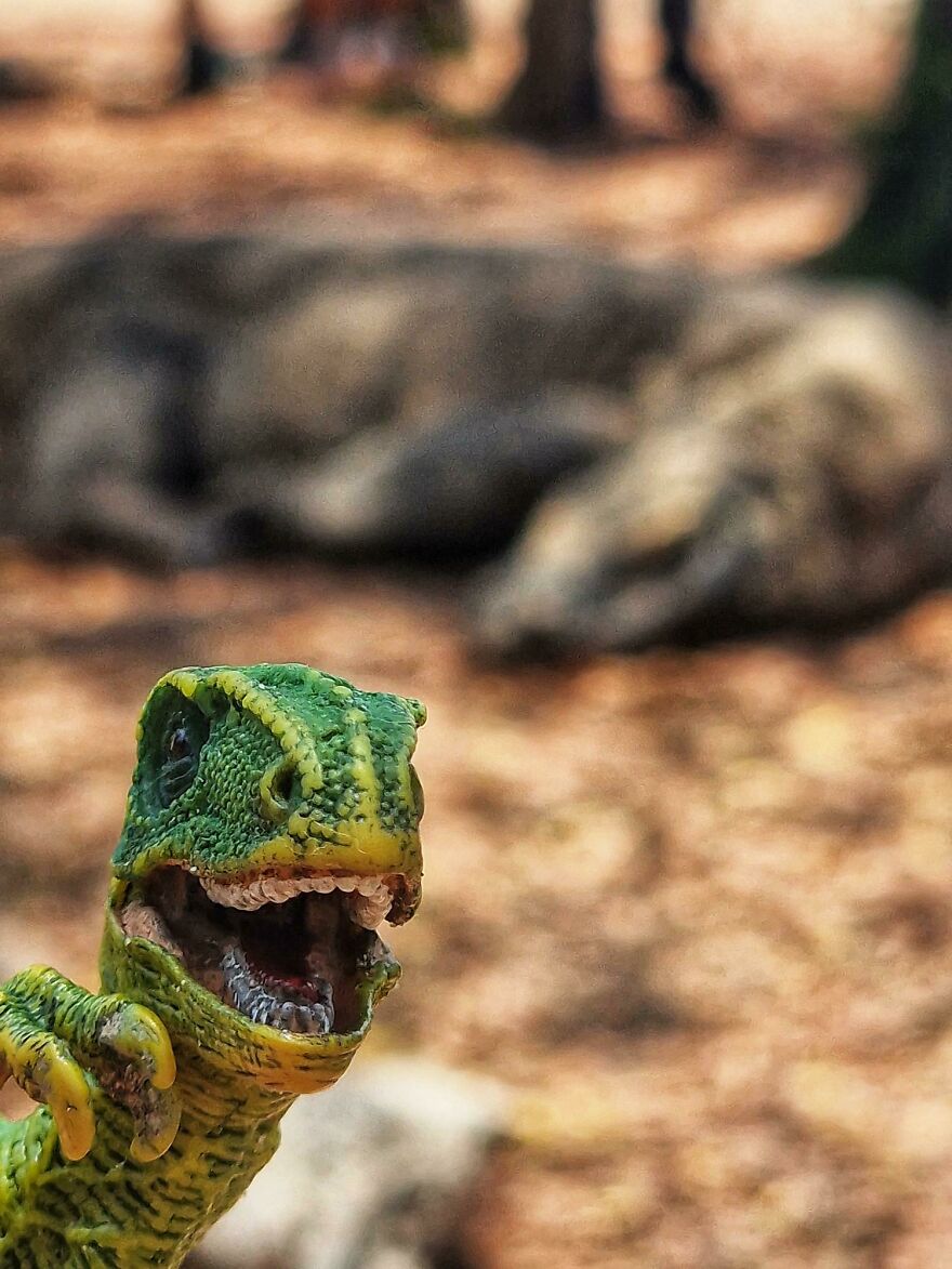 Komodo Island - Indonesia