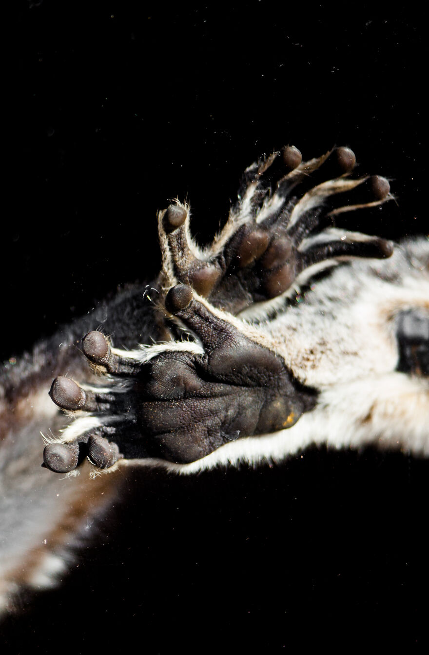 I Took 11 Photos Of Animal Hands