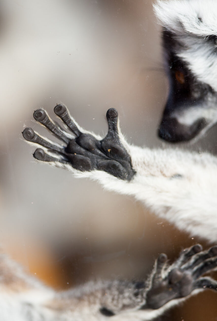 I Took 11 Photos Of Animal Hands