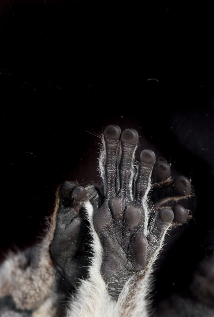 I Took 11 Photos Of Animal Hands