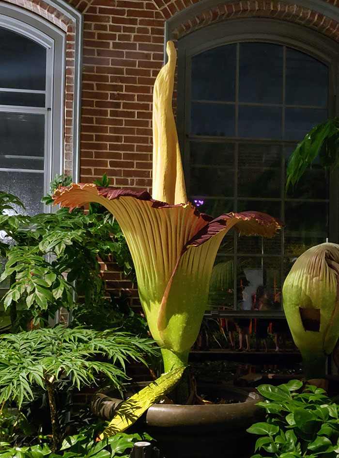 I Happened To Be At A Garden When The Botanical Gardens Of St. Louis Corpse Flower Bloomed