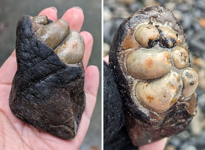 My Wife Found A Hippopotamus Tooth At The Coast Today