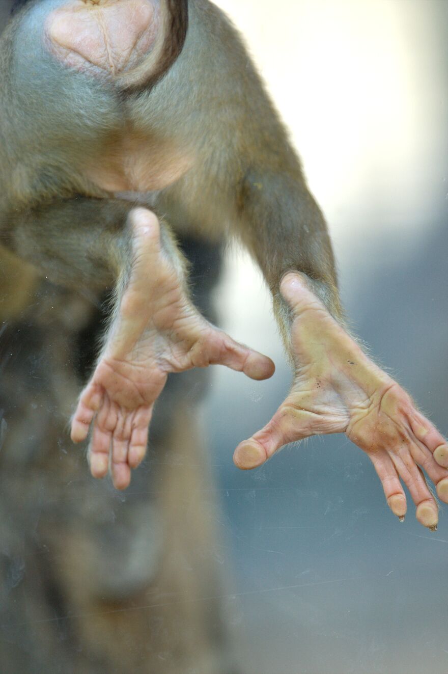 I Took 11 Photos Of Animal Hands