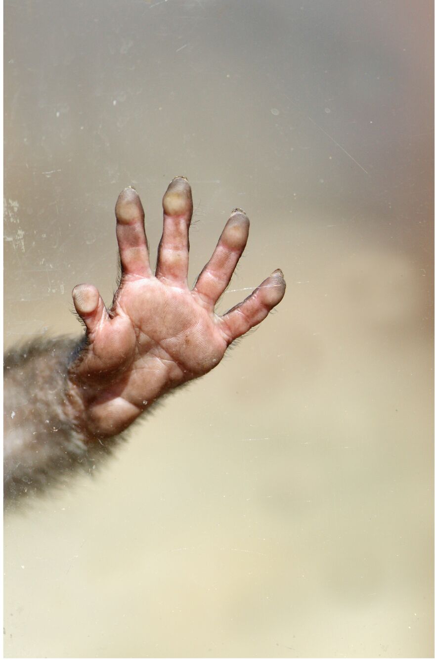 I Took 11 Photos Of Animal Hands