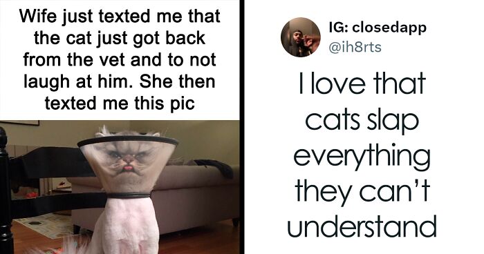 78 Cat Memes That Are Too Good To Pass On, Shared By Internet Users (New Pics)