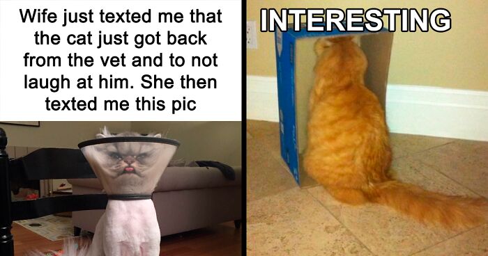 78 Funny And Relatable Memes Featuring Cats To Brighten Up Your Day (New Pics)