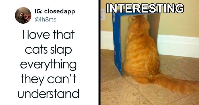 If Cats Could Use The Internet, They Would Probably Love These 78 Memes (New Pics)