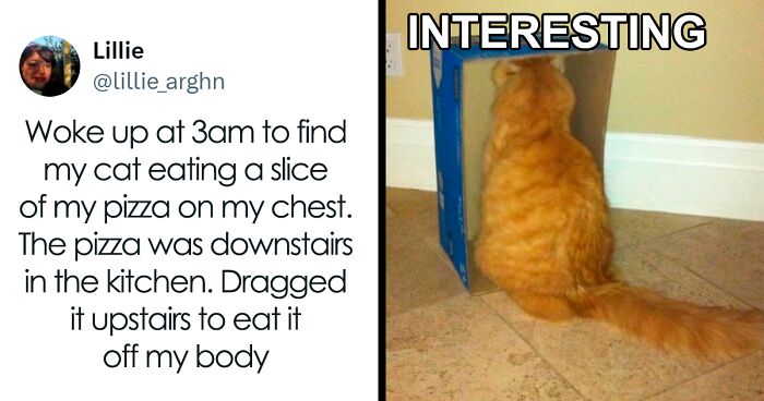 78 Hilarious Memes For Anyone Who Loves Cats (New Pics)