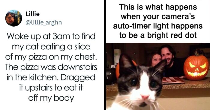 “Memes I Wish I Could Tag My Cat In”: 78 Hilarious Pics That Your Furry Friend Might Appreciate (New Pics)