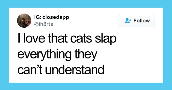 50 Hilarious And Adorable Cat Memes That Prove Why The Internet Loves Them So Much (New Pics)