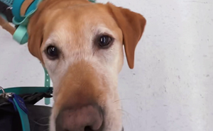 Netizens Have Their Hearts Melt As This Mom Wholesomely Stops Her Girl From Petting Service Dog