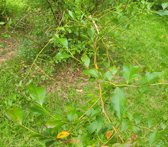 Woman Heartbroken After Chat With Neighbors Leads Them To Destroy Her Blueberry Harvest