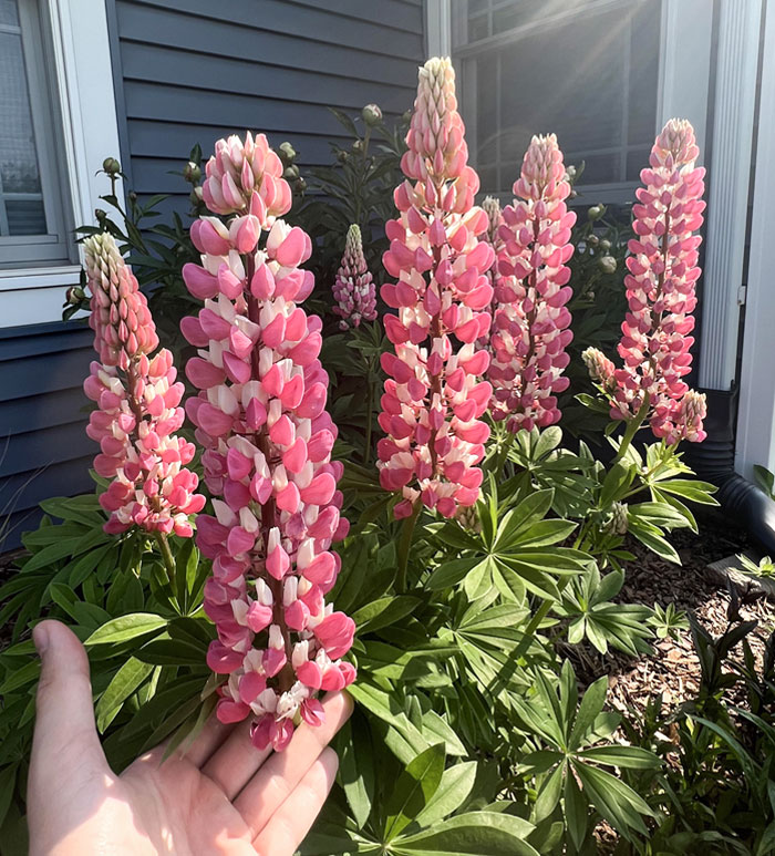 My Pink Lupine In Full Bloom