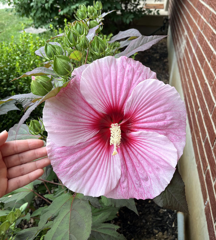 Just Wanted To Show Off The First Bloom On My Hardy Hibiscus This Year