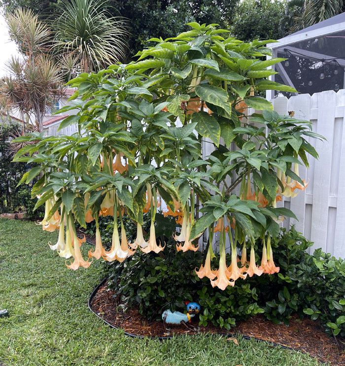 Angel's Trumpets Are Blooming Well