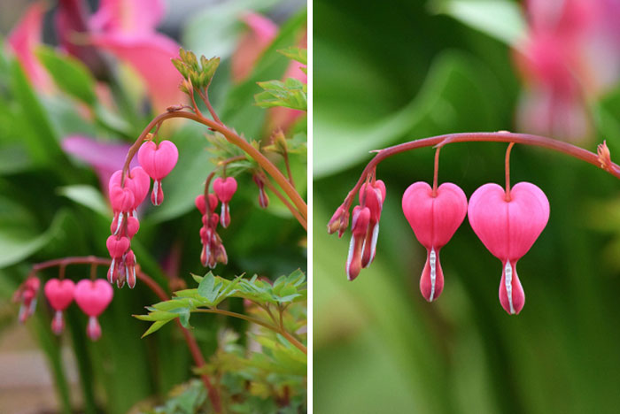 Bleeding Hearts From My Garden