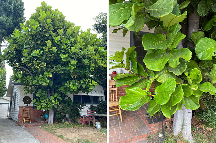 I Went On A Walk And Saw This. I Think It’s A Fiddle Fig. What’s Their Secret?