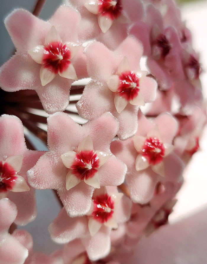 A Close-Up Of Our Hoya In Bloom