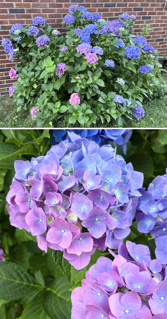 Hortensia multicolor. Es la 1ª vez que lo hace, normalmente siempre es azul