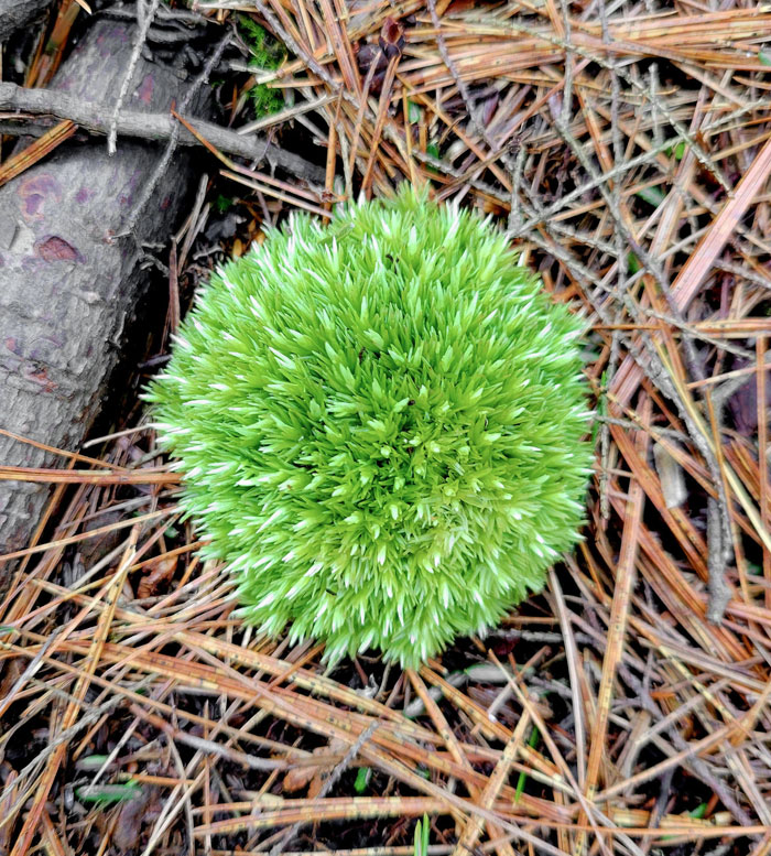 I Saw This Perfectly Round Ball Of Moss On A Hike Today