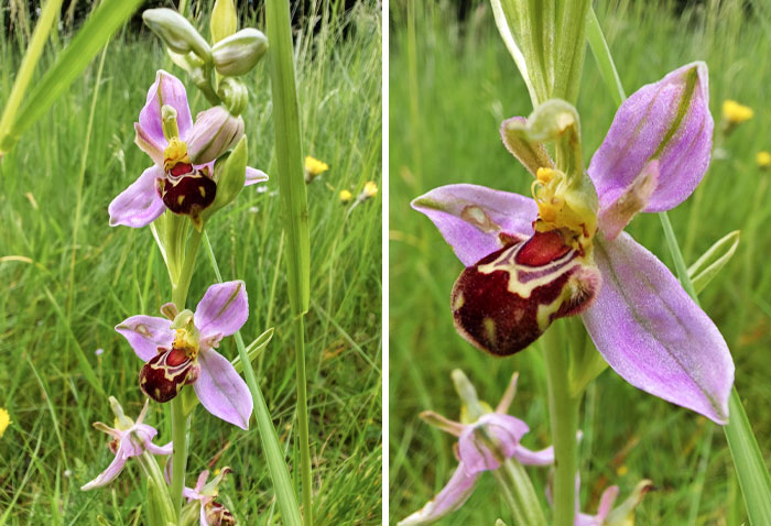 Bee Orchids. Spotted A Few Of These In The Wild Grass Today In Lincoln, England. I Was Told These Aren't Common This Far North