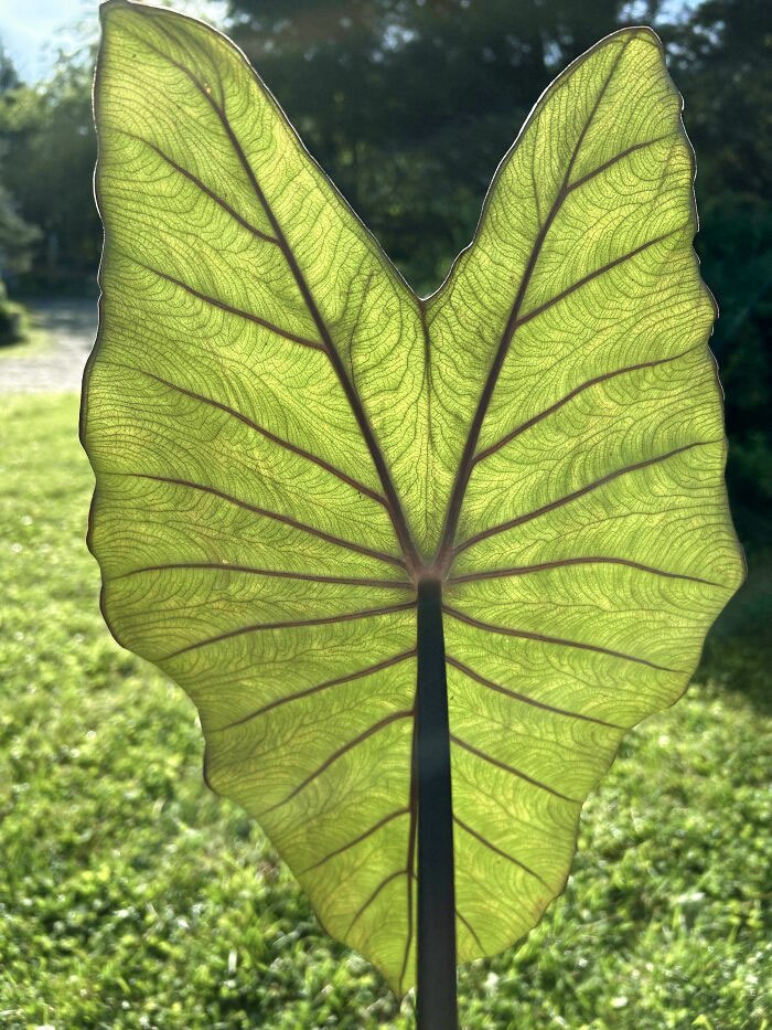 Debajo de una hoja de taro