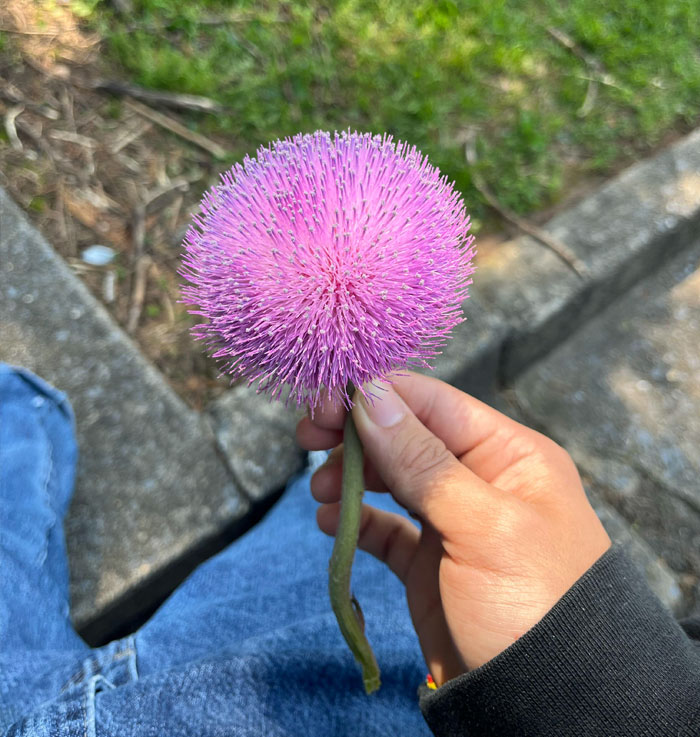 What Kind Of Flower Is This? It's Kind Of Scary