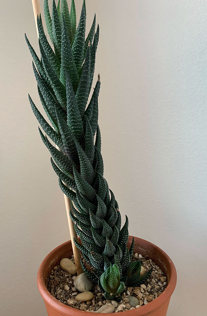 This Gorgeous Cactus